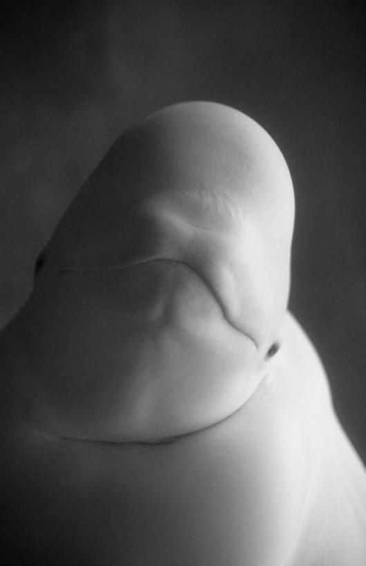 游泳,脸,头,脸颊,无人,竖图,黑白,室外,特写,白天,仰视,海底,水下,哺乳动物,鲸鱼,水底,注视,海洋生物,一只,观察,看,海底世界,鲸,观看,察看,关注,水生动物,白鲸,水生物,海底动物,泅水,贝鲁卡鲸,拍浮,头部,脸部,脸蛋,面部,海床,半身,低角度拍摄