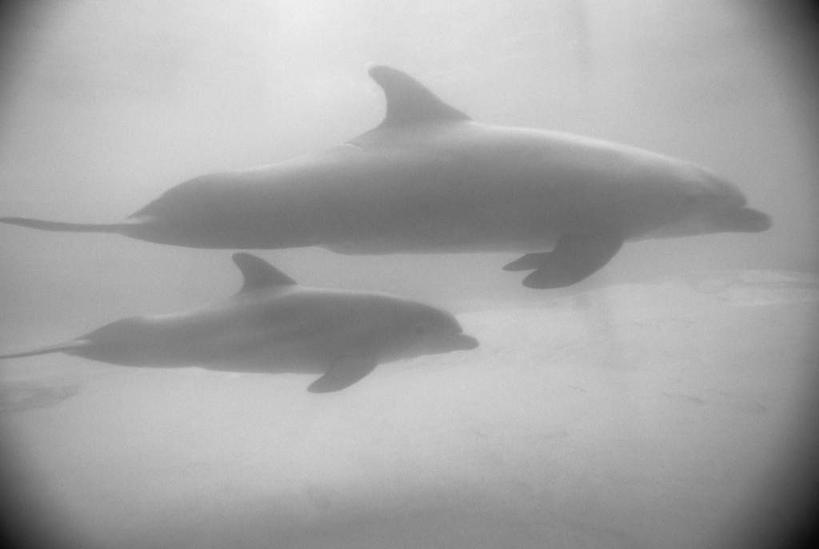 游泳,无人,横图,黑白,室外,白天,侧面,广角镜头,鱼眼镜头,海底,水下,哺乳动物,海豚,水底,注视,动物,观察,看,两只,可爱,海底世界,活泼,观看,察看,关注,泅水,拍浮,海床,全身