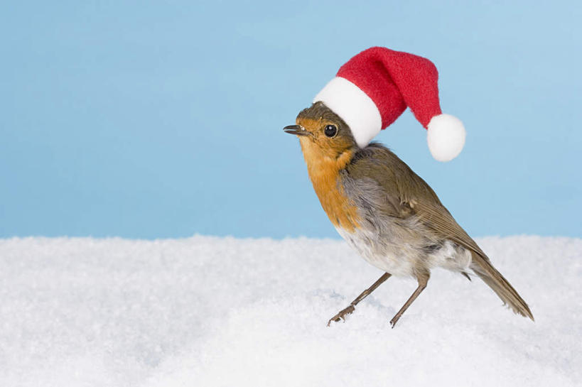 无人,站,横图,俯视,室内,特写,白天,雪,大雪,桌面,桌子,鸟,帽子,蓝色背景,木制,鸟类,知更鸟,积雪,雪景,冬季,冬天,注视,一只,红色,木制品,观察,看,站着,圣诞帽,寒冷,摄影,影棚,观看,察看,关注,棉帽,严寒,红襟鸟,欧亚鸲,知更雀,罗宾鸟,站立,彩图,高角度拍摄,全身,影棚拍摄,拍摄