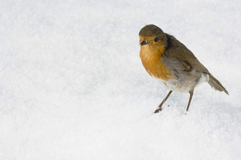 无人,站,横图,俯视,室内,特写,白天,雪,大雪,桌面,桌子,鸟,蓝色背景,木制,鸟类,知更鸟,积雪,雪景,冬季,冬天,注视,一只,木制品,观察,看,站着,寒冷,摄影,影棚,观看,察看,关注,严寒,红襟鸟,欧亚鸲,知更雀,罗宾鸟,站立,彩图,高角度拍摄,全身,影棚拍摄,拍摄