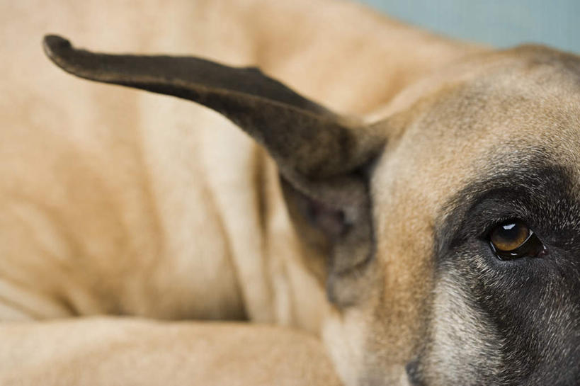 头,无人,横图,室内,特写,白天,正面,宠物,狗,朦胧,模糊,注视,一只,动物,观察,看,趴着,可爱,观看,察看,关注,大丹狗,忠诚,大丹犬,德国獒狗,德国藏獒,德国獒犬,头部,犬,趴,半身,彩图