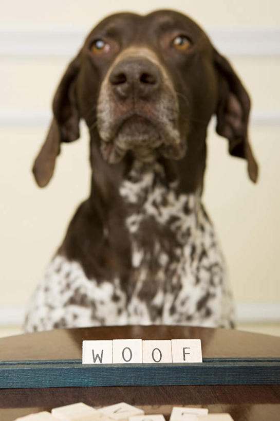 无人,坐,竖图,室内,特写,白天,正面,游戏,桌面,桌子,宠物,狗,朦胧,模糊,木制,英文,标志,文字,字符,字母,猎犬,玩,注视,娱乐,标识,一只,白色,黑色,动物,木制品,观察,看,休闲,可爱,观看,活动,英文字母,察看,发泄,关注,消遣,智力,忠诚,宣泄,波音达犬,德国波音达犬,德国短毛波音达犬,德国短毛指示猎犬,德国短毛指示犬,犬,玩耍,嬉戏,坐着,半身,彩图