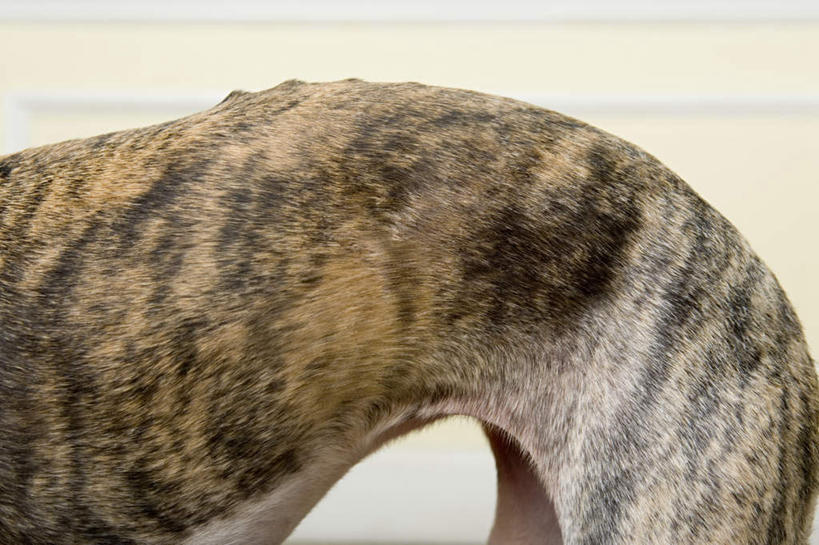 无人,站,横图,室内,特写,白天,侧面,宠物,狗,朦胧,模糊,墙,墙壁,墙面,一只,动物,站着,可爱,赛狗,忠诚,小灵狗,犬,站立,半身,彩图