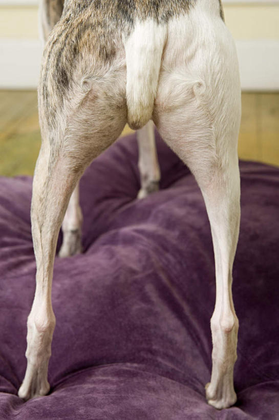 腿部,腿,无人,站,竖图,室内,特写,白天,地板,靠垫,宠物,狗,朦胧,模糊,靠枕,地面,木地板,一只,背面,动物,垫子,枕头,站着,可爱,赛狗,忠诚,小灵狗,犬,站立,半身,彩图