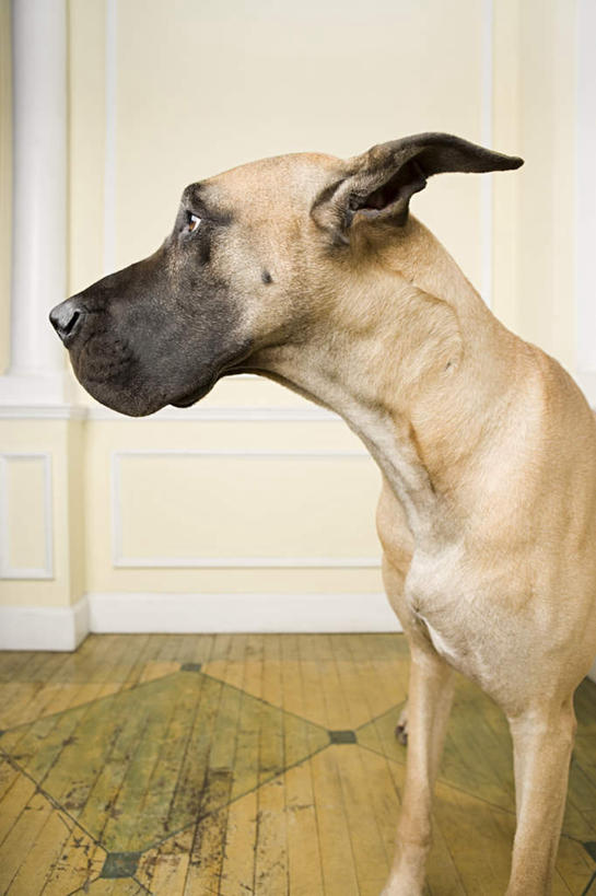 头,无人,站,竖图,室内,特写,白天,正面,地板,宠物,狗,朦胧,模糊,墙,地面,扭头,注视,木地板,墙壁,墙面,一只,动物,观察,看,站着,转头,米色,可爱,观看,察看,关注,大丹狗,忠诚,大丹犬,德国獒狗,德国藏獒,德国獒犬,头部,犬,站立,半身,彩图