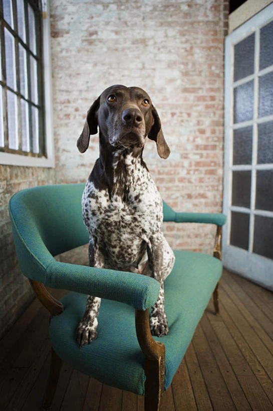 无人,站,竖图,室内,白天,正面,窗户,地板,门,沙发,宠物,狗,朦胧,模糊,墙,猎犬,地面,注视,砖墙,木地板,玻璃窗,墙壁,墙面,一只,动物,门框,观察,看,站着,可爱,观看,察看,关注,布艺沙发,忠诚,波音达犬,德国波音达犬,德国短毛波音达犬,德国短毛指示猎犬,德国短毛指示犬,犬,站立,彩图,全身