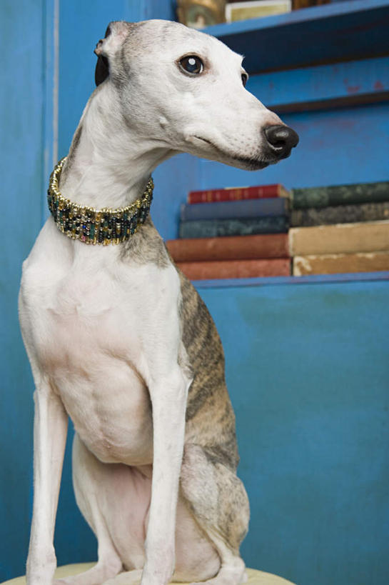 无人,坐,竖图,室内,白天,正面,宠物,狗,项链,椅子,朦胧,模糊,塑料,墙,扭头,注视,墙壁,墙面,装饰品,两个,一只,蓝色,动物,饰品,首饰,塑料制品,观察,看,转头,可爱,观看,察看,关注,赛狗,忠诚,小灵狗,犬,坐着,半身,彩图