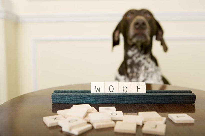 无人,坐,横图,室内,白天,正面,游戏,桌面,桌子,宠物,狗,玩具,朦胧,模糊,木制,英文,标志,文字,字符,塑料,字母,墙,猎犬,玩,注视,娱乐,标识,架子,墙壁,墙面,一只,动物,木制品,塑料制品,观察,看,休闲,米色,可爱,益智,观看,活动,英文字母,察看,发泄,关注,消遣,智力,忠诚,宣泄,波音达犬,德国波音达犬,德国短毛波音达犬,德国短毛指示猎犬,德国短毛指示犬,犬,玩耍,嬉戏,坐着,半身,彩图