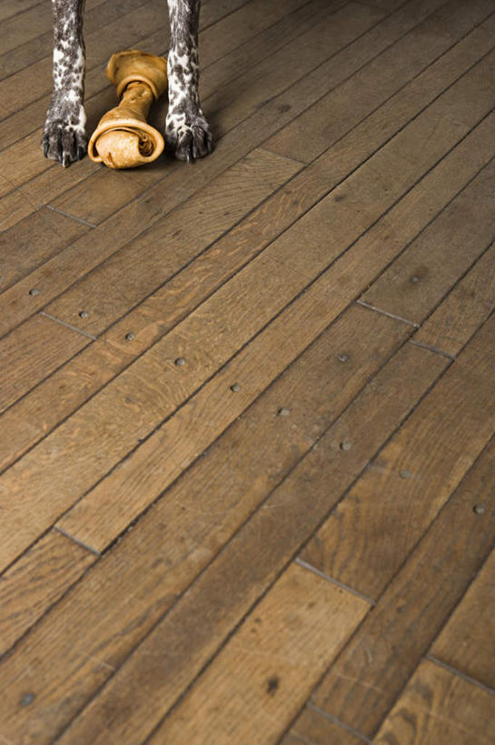 腿部,腿,无人,站,竖图,俯视,室内,白天,地板,宠物,狗,阴影,反射,影子,猎犬,骨头,地面,木地板,一个,一只,动物,站着,可爱,单个,忠诚,波音达犬,德国波音达犬,德国短毛波音达犬,德国短毛指示猎犬,德国短毛指示犬,犬,站立,半身,彩图,高角度拍摄