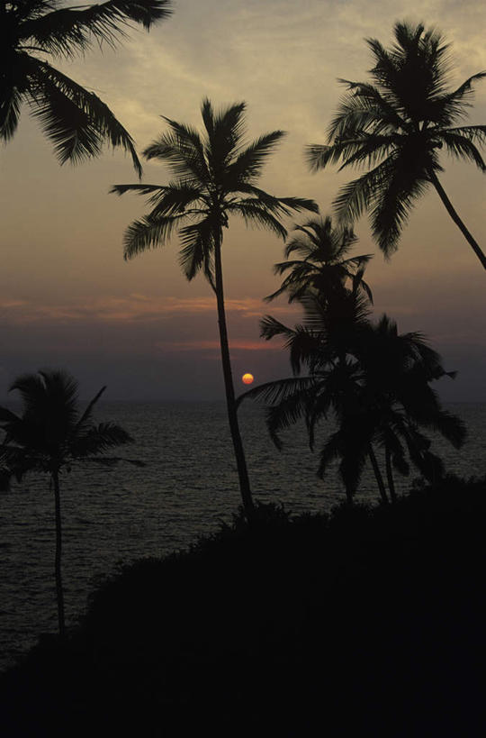 无人,竖图,室外,白天,正面,旅游,度假,美景,日落,太阳,植物,棕榈树,叶子,印度,亚洲,朦胧,模糊,景观,晚霞,霞光,落日,绿叶,娱乐,树,树木,绿色,自然,黄昏,享受,休闲,嫩叶,景色,彩霞,放松,生长,成长,自然风光,南亚,棕榈叶,喀拉拉邦,印度共和国,夕照,喀拉拉,叶,叶片,夕阳,彩图,斜阳