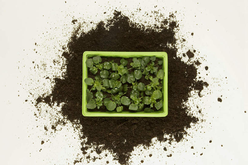 无人,横图,俯视,室内,特写,白天,白色背景,植物,一堆,许多,堆叠,堆积,盆栽,泥土,土壤,盆景,一个,绿色,自然,容器,摄影,影棚,生长,单个,成长,储藏,堆,储存,彩图,高角度拍摄,影棚拍摄,拍摄,贮存