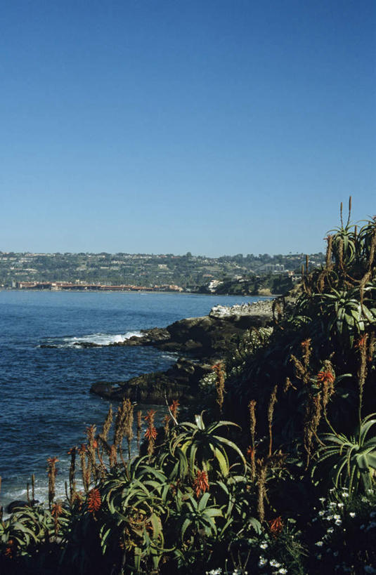 无人,竖图,室外,白天,正面,旅游,度假,海浪,海洋,美景,沙滩,树林,植物,美国,沙子,地平线,海岸,景观,浪花,辽阔,地面,沙地,娱乐,树,树木,蓝色,绿色,蓝天,天空,自然,海水,天,享受,休闲,广阔,景色,放松,生长,晴朗,成长,一望无际,北美,北美洲,加利福尼亚,自然风光,延伸,美洲,海景,加州,圣地亚哥,加利福尼亚州,万里无云,金州,黄金州,天地相交,圣地牙哥,圣迭戈,北亚美利加洲,亚美利加洲,无边无际,一马平川,拉霍亚,大海,风浪,海,海水的波动,海滩,近岸浪,涌浪,晴空,晴空万里,彩图