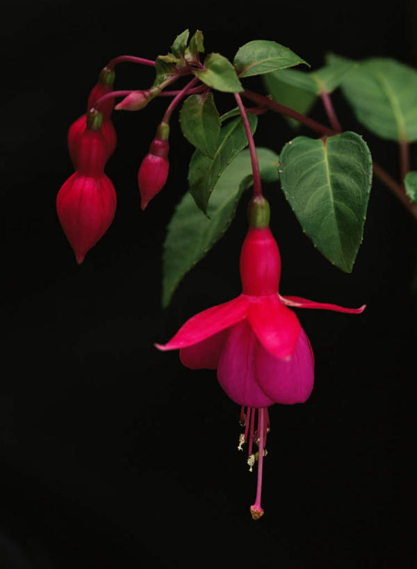 无人,竖图,俯视,室内,特写,白天,旅游,度假,美景,叶子,阴影,黑色背景,朦胧,模糊,盛开,反射,影子,景观,绿叶,花蕾,娱乐,花,花瓣,花朵,鲜花,红色,自然,花苞,花蕊,享受,休闲,嫩叶,景色,放松,摄影,影棚,自然风光,灯笼花,吊钟花,倒挂金钟,吊钟海棠,叶,叶片,彩图,高角度拍摄,影棚拍摄,拍摄