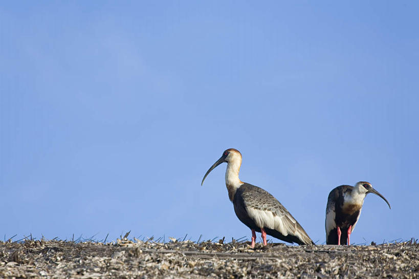 无人,站,横图,室外,白天,仰视,旅游,度假,美景,鸟,野生动物,鸟类,地平线,景观,辽阔,地面,注视,娱乐,蓝色,蓝天,天空,自然,动物,天,观察,看,站着,两只,享受,休闲,广阔,景色,放松,晴朗,观看,一望无际,察看,关注,自然风光,延伸,朱鹭,万里无云,天地相交,日本风头鹮,朱鹮,无边无际,一马平川,晴空,晴空万里,站立,彩图,低角度拍摄,全身