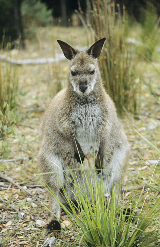 无人,站,竖图,室外,白天,正面,旅游,度假,草地,美景,植物,袋鼠,野生动物,澳大利亚,景观,注视,娱乐,草,一只,绿色,自然,动物,观察,看,站着,享受,休闲,景色,放松,可爱,活泼,观看,察看,关注,自然风光,大洋洲,塔斯马尼亚,澳洲,南方大陆,育儿袋,澳大利亚联邦,塔斯马尼亚州,站立,彩图,全身