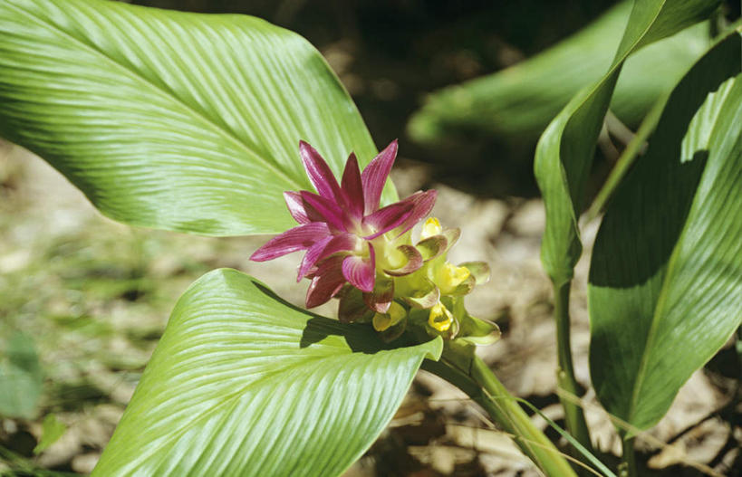 无人,公园,横图,俯视,室外,特写,白天,旅游,度假,美景,植物,叶子,澳大利亚,朦胧,模糊,盛开,纹理,景观,绿叶,花蕾,娱乐,花,花瓣,花朵,鲜花,一朵,粉色,绿色,自然,花苞,花蕊,享受,休闲,嫩叶,景色,放松,国家公园,自然风光,大洋洲,澳洲,南方大陆,肌理,澳大利亚联邦,北领地,卡卡都国家公园,卡卡杜国家公园,叶,叶片,叶脉,彩图,高角度拍摄