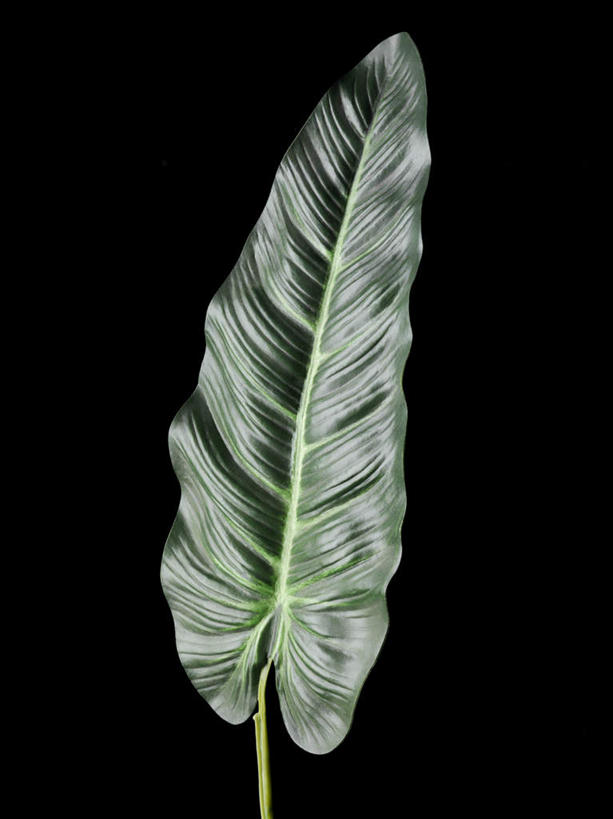 无人,竖图,室内,特写,白天,正面,美景,植物,静物,叶子,一片,阴影,黑色背景,装饰,反射,纹理,影子,景观,绿叶,绿色,自然,假花,嫩叶,景色,摄影,影棚,华丽,修饰,点缀,自然风光,肌理,衬托,美观,雅致,雅观,叶,叶片,叶脉,彩图,影棚拍摄,拍摄,仿真花,人造花