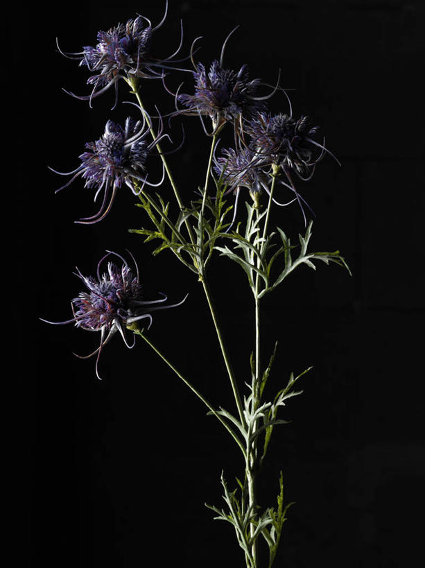 无人,竖图,室内,特写,白天,正面,幸福,美景,静物,阴影,黑色背景,装饰,盛开,反射,影子,景观,花蕾,花,花瓣,花朵,鲜花,紫色,自然,假花,花苞,花蕊,一束,菊花,景色,摄影,影棚,优雅,华丽,修饰,纤细,点缀,自然风光,矢车菊,忠诚,再生,蓝芙蓉,荔枝菊,衬托,美观,雅致,雅观,思念,热爱,彩图,影棚拍摄,拍摄,仿真花,人造花