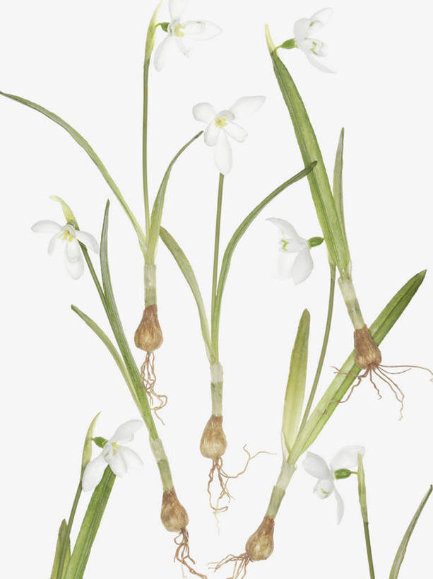 无人,竖图,俯视,室内,特写,白天,白色背景,美景,静物,许多,阴影,装饰,盛开,反射,影子,景观,凌乱,花蕾,花,花瓣,花朵,鲜花,自然,假花,花苞,花蕊,景色,摄影,影棚,华丽,修饰,新生,点缀,混乱,自然风光,雪花莲,衬托,美观,雅致,雅观,雪片莲,生日花,纷乱,缭乱,庞杂,彩图,高角度拍摄,影棚拍摄,拍摄,仿真花,人造花