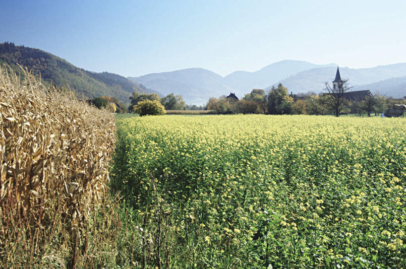 无人,家,农田,农场,横图,室外,白天,正面,旅游,度假,畜牧业,牧场,庄稼,农作物,小麦,石头,美景,山,山脉,植物,德国,欧洲,阴影,光线,石子,影子,房屋,屋子,景观,山顶,山峰,谷物,山峦,娱乐,楼房,住宅,树,树木,蓝色,绿色,蓝天,天空,阳光,自然,群山,天,享受,休闲,景色,放松,麦子,生长,晴朗,成长,西欧,自然风光,沉积岩,畜牧,万里无云,德意志联邦共和国,牧业,颠峰,极峰,水成岩,石块,岩石,晴空,晴空万里,彩图,耕地,庄稼田,房子