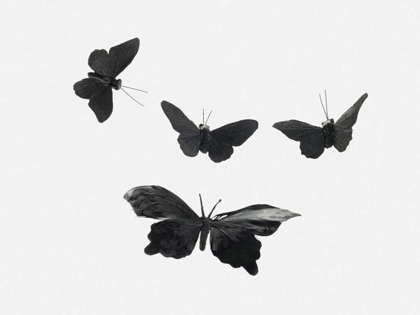 无人,横图,室内,特写,白天,白色背景,正面,蝴蝶,静物,四只,伸展,张开,展翅,翅膀,昆虫,动物,模型,摄影,影棚,益虫,张开翅膀,展开翅膀,彩图,全身,影棚拍摄,拍摄