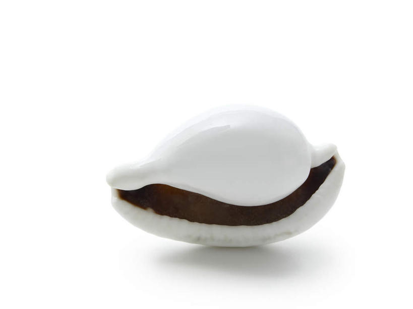 无人,横图,俯视,室内,特写,白天,白色背景,静物,海螺,海洋生物,一个,白色,摄影,影棚,单个,软体动物,峨螺,水生动物,水生物,海底动物,彩图,高角度拍摄,影棚拍摄,拍摄