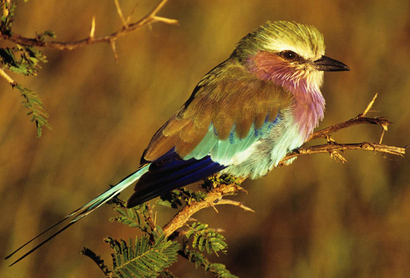 无人,站,横图,室外,特写,白天,旅游,度假,美景,树林,植物,鸟,非洲,朦胧,模糊,鸟类,景观,枝条,注视,娱乐,树,树木,树枝,一只,背面,绿色,自然,观察,看,站着,享受,休闲,景色,放松,生长,成长,观看,察看,关注,自然风光,紫胸佛法僧,阿非利加洲,佛法僧,虬枝,枝杈,站立,彩图,全身