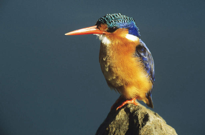 无人,站,横图,室外,特写,白天,正面,旅游,度假,石头,美景,翠鸟,鸟,非洲,朦胧,模糊,鸟类,石子,景观,注视,娱乐,一只,自然,观察,看,站着,享受,休闲,景色,放松,观看,察看,关注,自然风光,阿非利加洲,蓝翠鸟,石块,岩石,鱼虎,鱼狗,大翠鸟,站立,彩图,全身