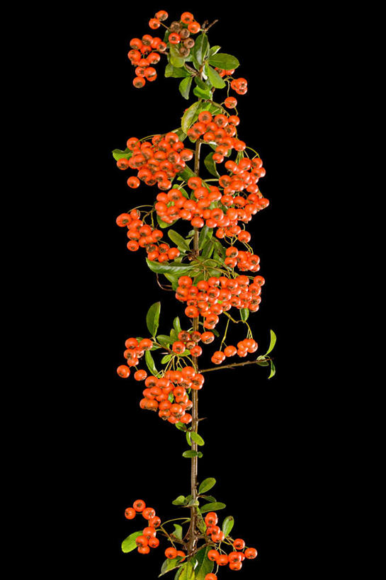 无人,竖图,室内,特写,白天,正面,水果,叶子,黑色背景,新鲜,生食,食品,果实,绿叶,食物,嫩叶,摄影,有机食品,绿色食品,影棚,红籽,赤阳子,火把果,火棘,救兵粮,救命粮,叶,叶片,彩图,影棚拍摄,拍摄