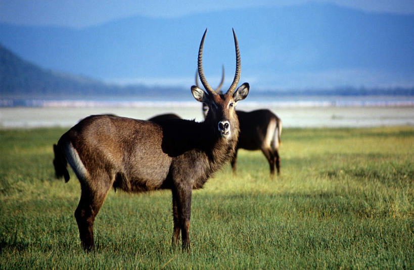 无人,公园,站,横图,室外,白天,侧面,旅游,度假,草地,草坪,美景,沙滩,山,山脉,植物,野生动物,羊,非洲,肯尼亚,朦胧,模糊,羚羊,沙子,海岸,景观,山峰,沙地,山峦,扭头,注视,娱乐,草,蓝色,绿色,蓝天,天空,自然,动物,群山,天,观察,看,站着,转头,两只,享受,休闲,景色,放松,可爱,活泼,晴朗,观看,察看,国家公园,关注,自然风光,万里无云,首府,水羚,阿非利加洲,肯尼亚共和国,纳库鲁湖国家公园,裂谷省,纳库鲁,海滩,晴空,晴空万里,站立,彩图,全身