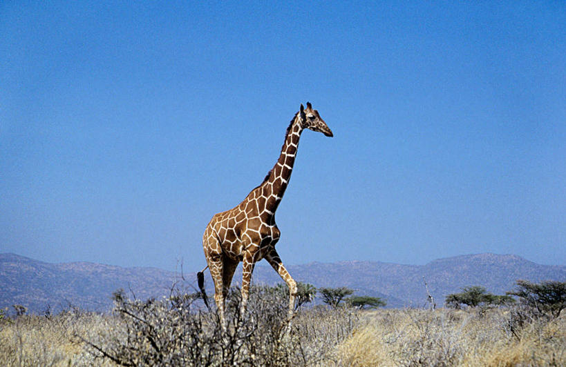 无人,走,横图,室外,白天,侧面,旅游,度假,美景,山,山脉,植物,哺乳动物,长颈鹿,野生动物,非洲,津巴布韦,枯萎,朦胧,模糊,景观,山峰,枯草,山峦,注视,娱乐,草,一只,黄色,蓝色,蓝天,天空,自然,动物,群山,天,观察,看,享受,休闲,景色,放松,活泼,晴朗,观看,察看,关注,自然风光,万里无云,阿非利加洲,津巴布韦共和国,辛巴威,晴空,晴空万里,步行,散步,走路,彩图,全身