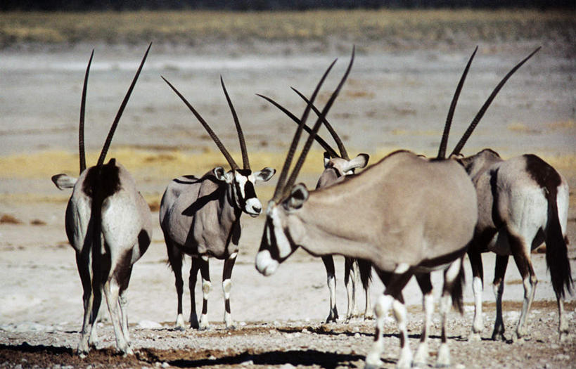 无人,走,横图,室外,白天,正面,旅游,度假,美景,植物,野生动物,羊,非洲,纳米比亚,许多,枯萎,朦胧,模糊,羚羊,景观,枯草,注视,娱乐,草,黄色,自然,动物,观察,看,享受,休闲,景色,放松,可爱,活泼,五只,观看,察看,关注,自然风光,长角羚,纳米比亚共和国,白长角羚,步行,散步,走路,彩图,全身