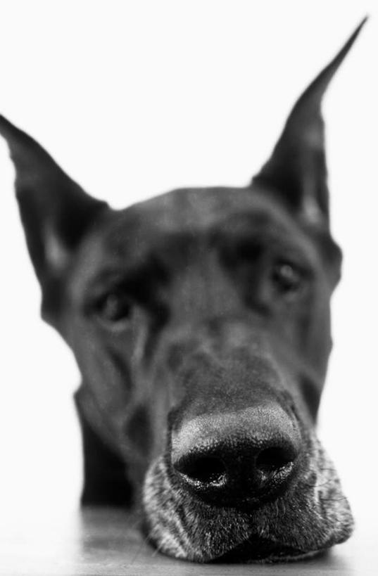 头,无人,竖图,室内,特写,白天,白色背景,正面,宠物,狗,注视,一只,动物,观察,看,可爱,摄影,影棚,观看,察看,关注,大丹狗,忠诚,大丹犬,德国獒狗,德国藏獒,德国獒犬,头部,犬,半身,彩图,影棚拍摄,拍摄