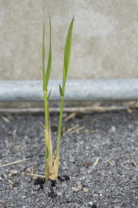 无人,竖图,室外,特写,白天,正面,旅游,度假,石头,美景,叶子,石子,景观,绿叶,娱乐,绿色,自然,享受,休闲,嫩叶,景色,放松,自然风光,秧苗,叶,叶片,石块,彩图