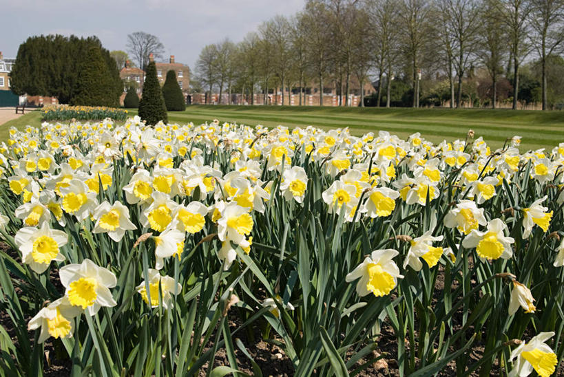 无人,家,横图,室外,白天,正面,爱情,旅游,度假,陶醉,草地,草坪,花海,花圃,植物,别墅,标志建筑,地标,建筑,水仙花,叶子,英国,欧洲,盛开,房屋,屋子,公寓,花蕾,娱乐,建设,洋房,楼房,住宅,草,花,花瓣,花朵,花卉,鲜花,树,树木,绿色,自然,花丛,花束,花田,花苞,花蕊,享受,休闲,旅游胜地,放松,生长,成长,西欧,记忆,大不列颠,大不列颠及北爱尔兰联合王国,里士满,金盏银台,玉玲珑,女史花,雅蒜,天蒜,敬意,自恋,大不列颠联合王国,日不落英帝国,汉普敦宫,汉普顿宫,凌波仙子,水仙,天葱,彩图,房子