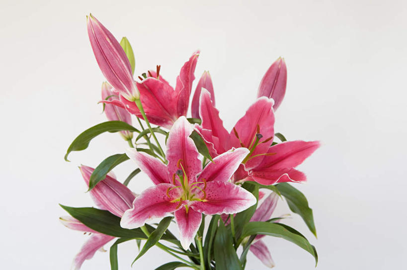 无人,横图,室内,白天,背景,正面,百合花,阴影,盛开,反射,影子,花蕾,粉丝,花,花瓣,花朵,鲜花,白色,花苞,花蕊,一束,摄影,影棚,强瞿,百合蒜,倒仙,番韭,山丹,彩图,影棚拍摄,拍摄