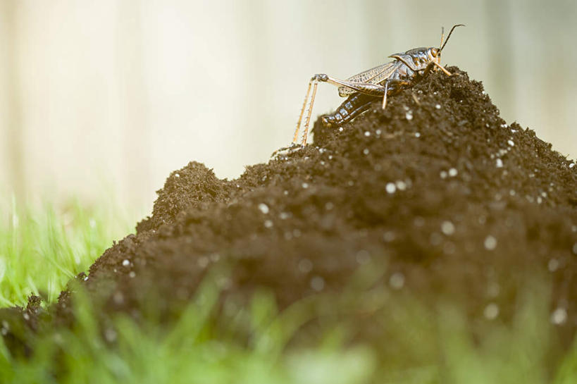 无人,站,横图,室外,白天,正面,草地,草坪,植物,一堆,堆叠,堆积,朦胧,模糊,昆虫,泥土,土壤,草,一只,绿色,动物,站着,堆,蝗虫,害虫,站立,彩图,全身