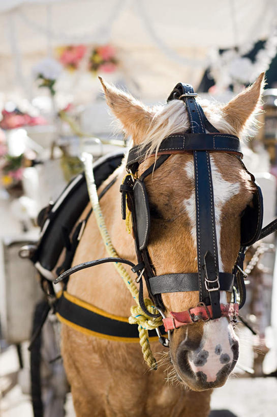 站,竖图,室外,特写,白天,正面,旅游,度假,美景,马,野生动物,墨西哥,朦胧,模糊,墙,景观,注视,娱乐,一匹,墙壁,墙面,座位,马鞍,白色,自然,动物,观察,看,站着,享受,休闲,景色,放松,运输,牲畜,观看,察看,北美,北美洲,关注,自然风光,美洲,尤卡坦半岛,尤卡坦州,北亚美利加洲,亚美利加洲,墨西哥合众国,仙人掌王国,加敦半岛,犹加敦,马具,站立,半身,彩图