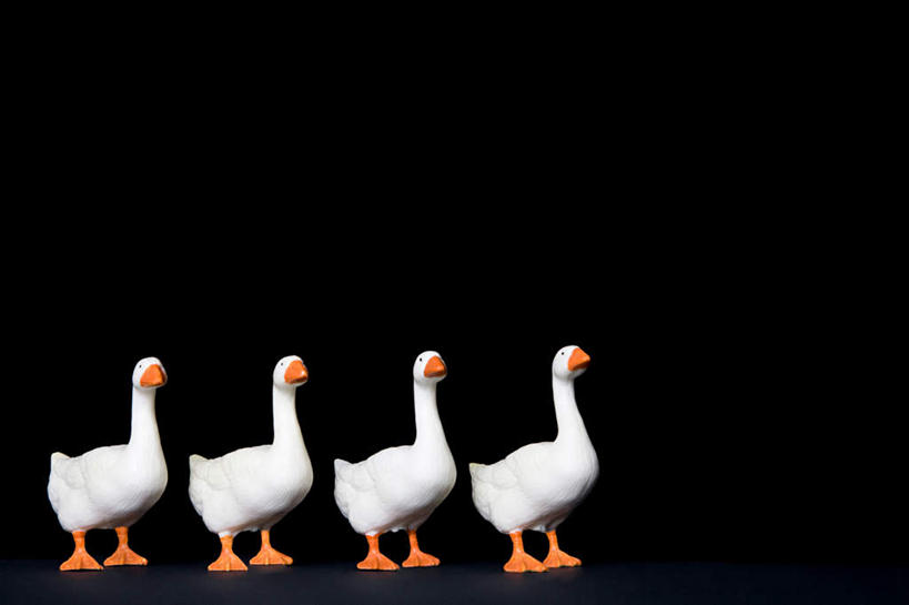 无人,站,横图,室内,特写,白天,侧面,鸟,野生动物,天鹅,四只,一排,阴影,黑色背景,整齐,反射,鸟类,影子,注视,排列,动物,观察,看,站着,可爱,摄影,影棚,观看,察看,队列,关注,鹄,站立,彩图,全身,影棚拍摄,拍摄