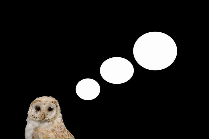 无人,站,横图,室内,特写,白天,正面,猫头鹰,鸟,野生动物,一排,阴影,黑色背景,整齐,反射,鸟类,影子,气泡,注视,排列,三个,一只,白色,动物,观察,看,站着,摄影,影棚,观看,察看,队列,关注,凶猛,雪鸮,雪枭,白鸮,白夜猫子,雪猫头鹰,残暴,凶残,鸮,枭,站立,半身,彩图,影棚拍摄,拍摄