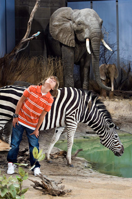 西方人,儿童,一个人,博物馆,站,竖图,室内,白天,正面,纯洁,草地,草坪,植物,窗户,落地窗,斑马,哺乳动物,大象,马,野生动物,欧洲,欧洲人,仅一个男性,仅一个人,服装,研究,标本,教育,注视,休闲装,玻璃窗,草,树,树木,小孩,衣服,绿色,自然,动物,观察,看,靠,靠着,站着,仅一个小孩,两只,休闲,休闲服,可爱,童年,童趣,服饰,牲畜,活泼,生长,成长,观看,展览,察看,关注,欣赏,陈列,童真,烂漫,无邪,典藏,天真,男孩,男人,男性,白种人,孩子,象,抬头,仰头,站立,彩图,全身,男生