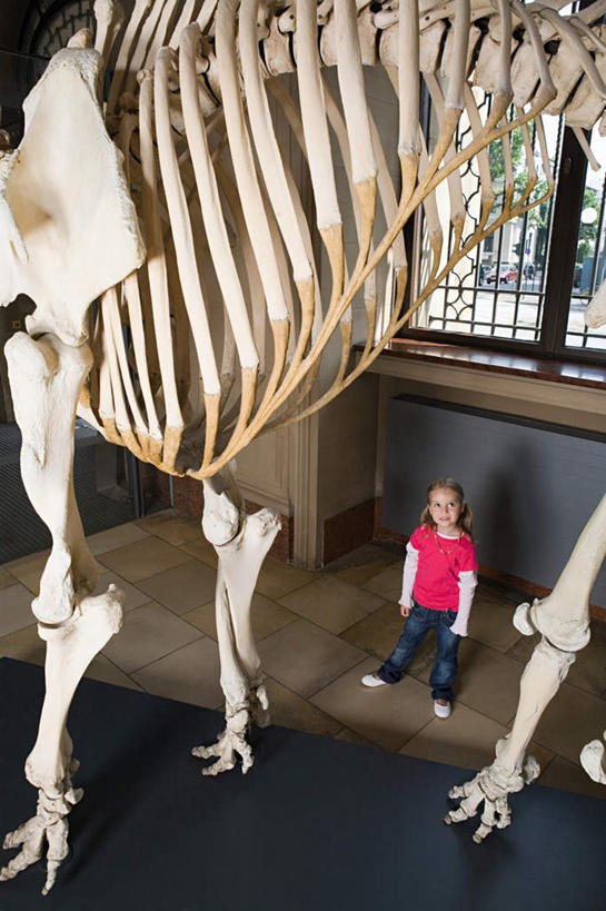 西方人,儿童,骨骼,一个人,博物馆,站,竖图,俯视,室内,白天,纯洁,哺乳动物,大象,野生动物,欧洲,欧洲人,仅一个男性,仅一个人,服装,研究,骨头,教育,注视,休闲装,小孩,衣服,动物,观察,看,站着,仅一个小孩,休闲,休闲服,可爱,童年,童趣,服饰,观看,展览,骨架,察看,关注,欣赏,陈列,童真,烂漫,无邪,典藏,天真,男孩,男人,男性,白种人,孩子,象,抬头,仰头,站立,彩图,高角度拍摄,全身,男生