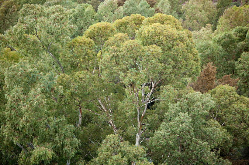 无人,横图,俯视,航拍,室外,白天,旅游,度假,美景,树林,植物,阿根廷,阴影,光线,影子,景观,娱乐,树,树木,绿色,阳光,自然,享受,休闲,景色,南美,放松,生长,成长,南美洲,拉丁美洲,鸟瞰,自然风光,美洲,亚美利加洲,南亚美利加洲,阿根廷共和国,里奥内格罗省,巴里洛切,彩图,高角度拍摄