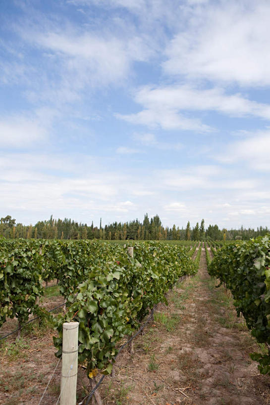 无人,果园,竖图,室外,白天,正面,旅游,度假,美景,田园,植物,阿根廷,景观,云,云朵,果树,云彩,娱乐,葡萄园,树,树木,蓝色,绿色,白云,蓝天,天空,自然,庄园,天,享受,休闲,景色,南美,放松,生长,晴朗,成长,南美洲,拉丁美洲,自然风光,美洲,亚美利加洲,南亚美利加洲,阿根廷共和国,门多萨,门多萨省,晴空,彩图