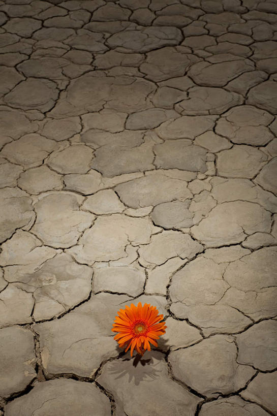 无人,竖图,俯视,室外,白天,旅游,度假,美景,沙漠,美国,盛开,纹路,纹理,景观,泥土,土壤,花蕾,娱乐,花,花瓣,花朵,鲜花,一朵,自然,花苞,花蕊,享受,休闲,橙色,景色,放松,亚利桑那,北美,北美洲,犹他州,干旱,自然风光,美洲,亚利桑那州,内华达州,加州,加利福尼亚州,大峡谷之州,金州,黄金州,肌理,北亚美利加洲,亚美利加洲,犹他,蜂窝之州,蜂房州,内华达,北美艾灌木丛州,产银之州,银山州,银之州,莫哈维沙漠,莫哈韦沙漠,大漠,砂漠,彩图,高角度拍摄