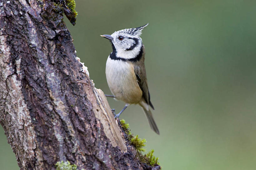 无人,站,横图,室外,特写,白天,侧面,美景,植物,鸟,法国,欧洲,朦胧,模糊,鸟类,山雀,景观,枝条,注视,树,树木,树枝,一只,自然,观察,看,站着,景色,观看,察看,关注,自然风光,法兰西共和国,法兰西第五共和国,虬枝,枝杈,黑顶山雀,站立,彩图,全身