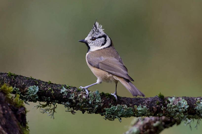 无人,站,横图,室外,特写,白天,侧面,美景,植物,鸟,法国,欧洲,朦胧,模糊,鸟类,山雀,景观,枝条,注视,树,树木,树枝,一只,自然,观察,看,站着,景色,观看,察看,关注,自然风光,法兰西共和国,法兰西第五共和国,虬枝,枝杈,黑顶山雀,站立,彩图,全身