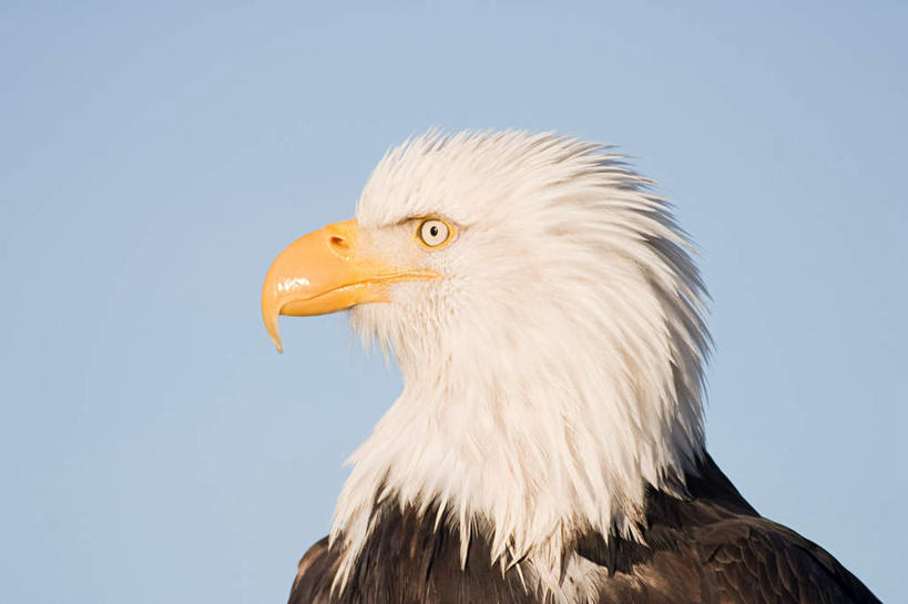 无人,横图,室外,特写,白天,仰视,旅游,度假,美景,鸟,野生动物,美国,朦胧,模糊,鸟类,秃鹫,景观,扭头,注视,娱乐,一只,蓝色,蓝天,天空,自然,动物,天,观察,看,转头,享受,休闲,景色,放松,晴朗,观看,察看,北美,北美洲,关注,自然风光,美洲,凶猛,阿拉斯加,阿拉斯加州,万里无云,北亚美利加洲,亚美利加洲,最后的边疆,午夜阳光之地,残暴,凶残,晴空,晴空万里,座山雕,秃鹰,狗头鹫,半身,彩图,低角度拍摄