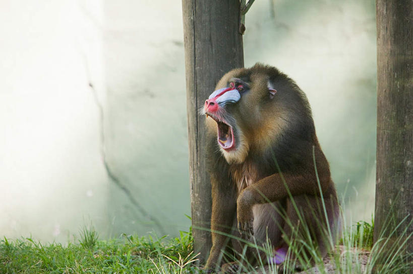 无人,动物园,坐,横图,室外,白天,正面,旅游,度假,草地,草坪,美景,植物,哺乳动物,猴,野生动物,阿根廷,墙,景观,首都,注视,娱乐,墙壁,墙面,草,一只,绿色,自然,动物,观察,看,张嘴,享受,休闲,景色,南美,放松,观看,察看,南美洲,拉丁美洲,关注,自然风光,美洲,凶猛,张大嘴巴,山魈,亚美利加洲,南亚美利加洲,阿根廷共和国,布宜诺斯艾利斯,残暴,凶残,张开嘴,坐着,彩图,全身