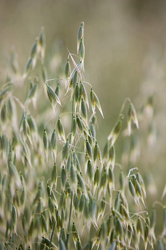 无人,农田,竖图,俯视,室外,特写,白天,旅游,度假,庄稼,农作物,美景,意大利,欧洲,朦胧,模糊,景观,燕麦,娱乐,自然,享受,休闲,景色,放松,托斯卡纳,锡耶纳,南欧,自然风光,意大利共和国,玉麦,铃铛麦,裸燕麦,雀麦,野麦,莜麦,托斯卡纳大区,彩图,高角度拍摄,耕地,庄稼田